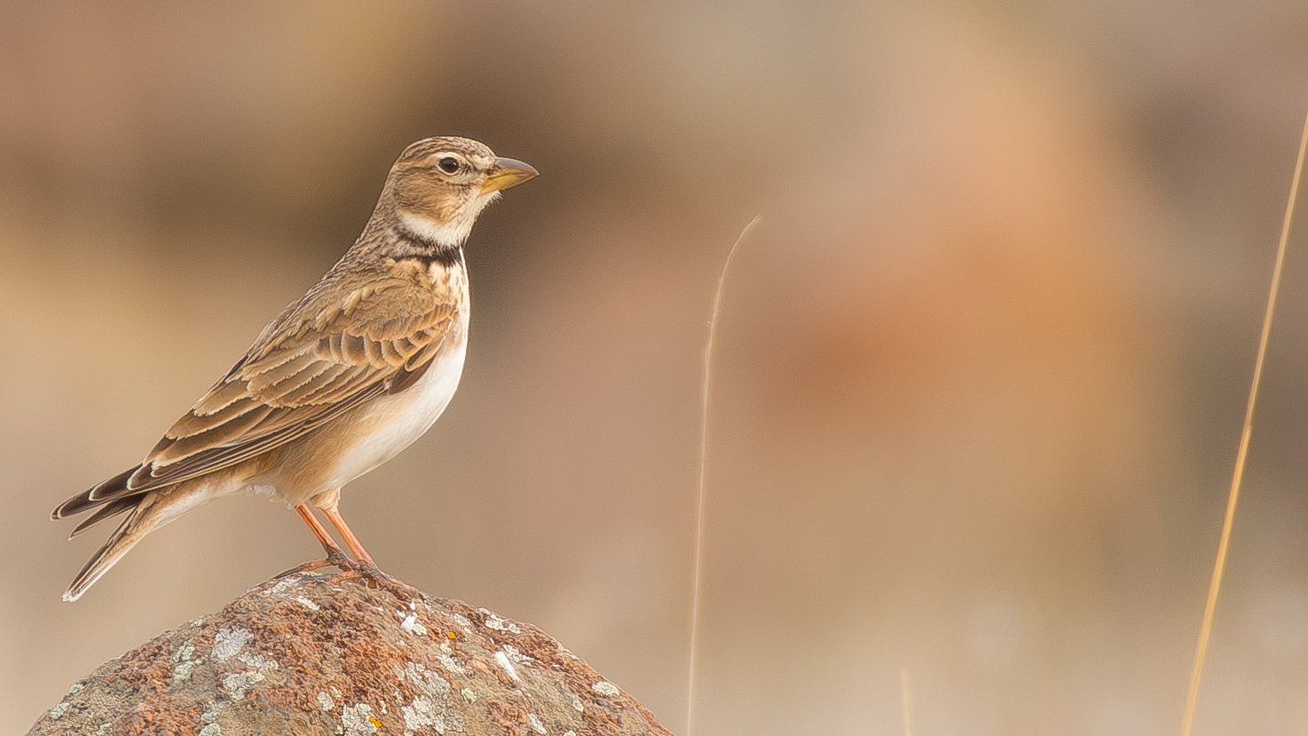 Calandra Lark
